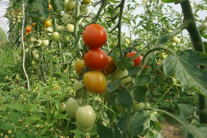 b tomaten